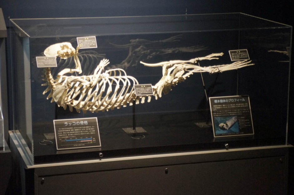 ラッコ骨格標本