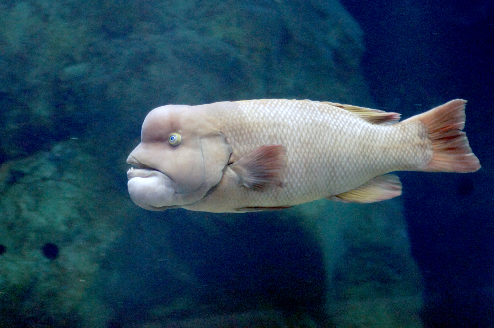 コブダイの幼魚を展示しました 新潟市水族館 マリンピア日本海