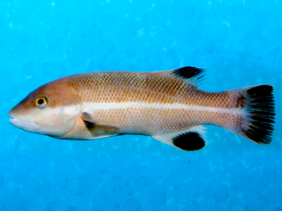 コブダイの幼魚を展示しました 新潟市水族館 マリンピア日本海