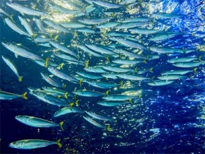 日本海大水槽を群れで泳ぐマサバ