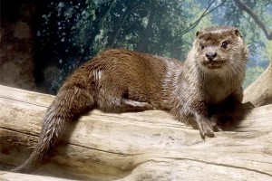 ユーラシアカワウソ・アヤメ