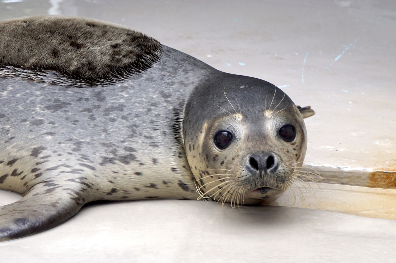 ゴマフアザラシがやってきました 新潟市水族館 マリンピア日本海