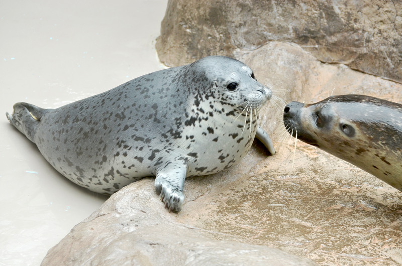 ゴマフアザラシが誕生しました すごいスピードで成長中 新潟市水族館 マリンピア日本海