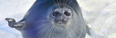 水辺の小動物