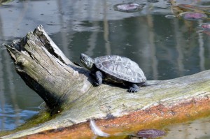 クサガメ