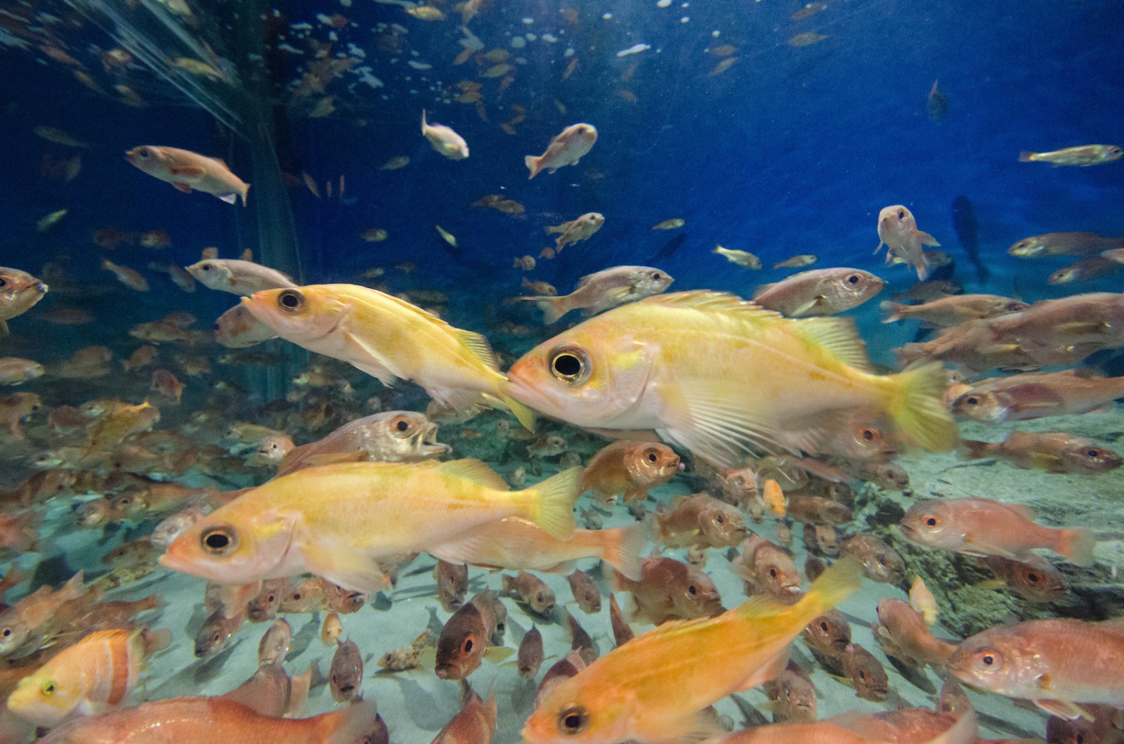 深海魚ハツメを展示しました 新潟市水族館 マリンピア日本海