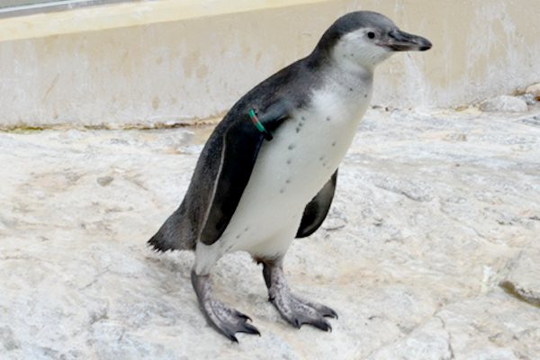 フンボルトペンギンのヒナ展示デビュー 18年 新潟市水族館 マリンピア日本海