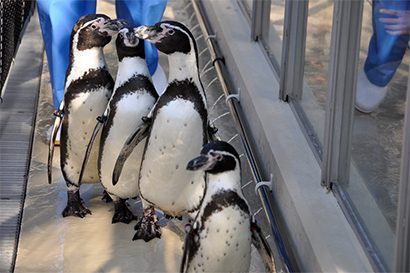 ショー 解説 新潟市水族館 マリンピア日本海