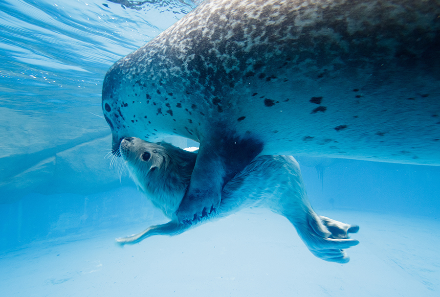 新潟市水族館マリンピア日本海