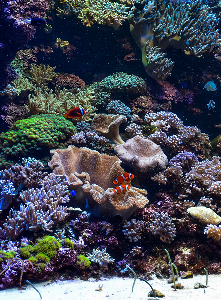 新潟市水族馆玛林匹亚日本海 新潟市水族館マリンピア日本海