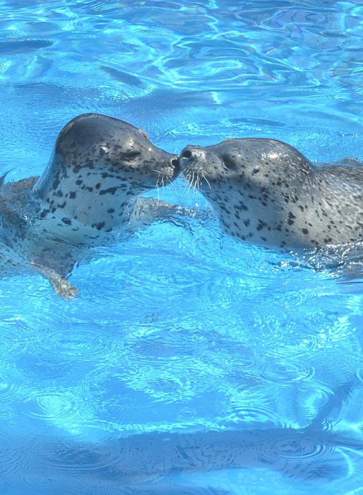 新潟市水族馆玛林匹亚日本海 新潟市水族館マリンピア日本海