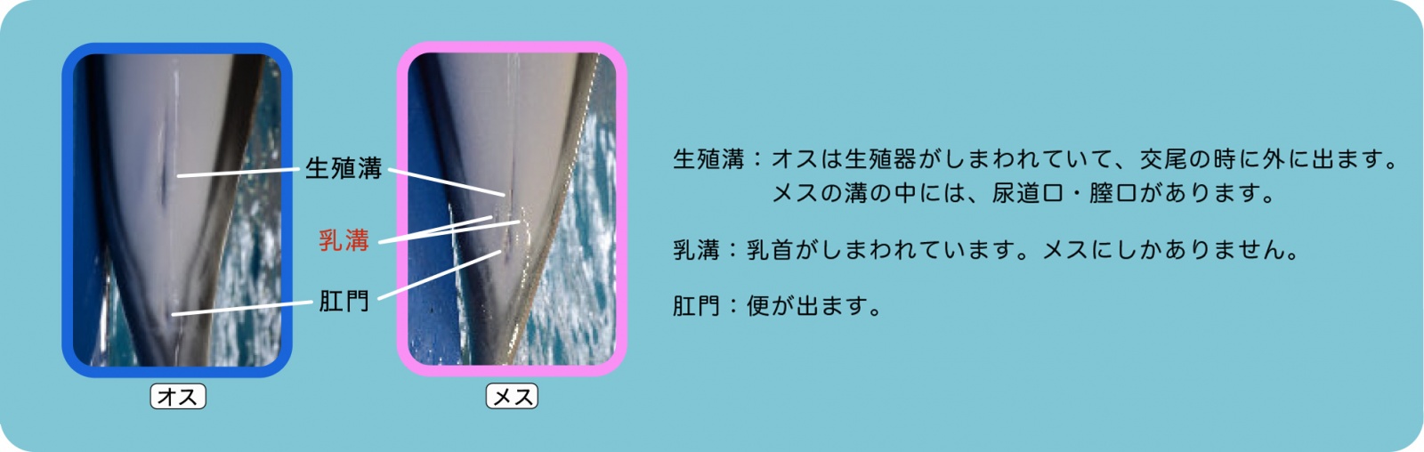 イルカq A 新潟市水族館 マリンピア日本海