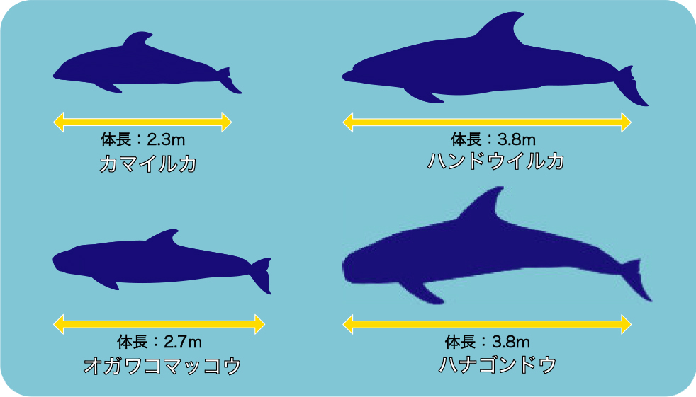 イルカq A 新潟市水族館 マリンピア日本海