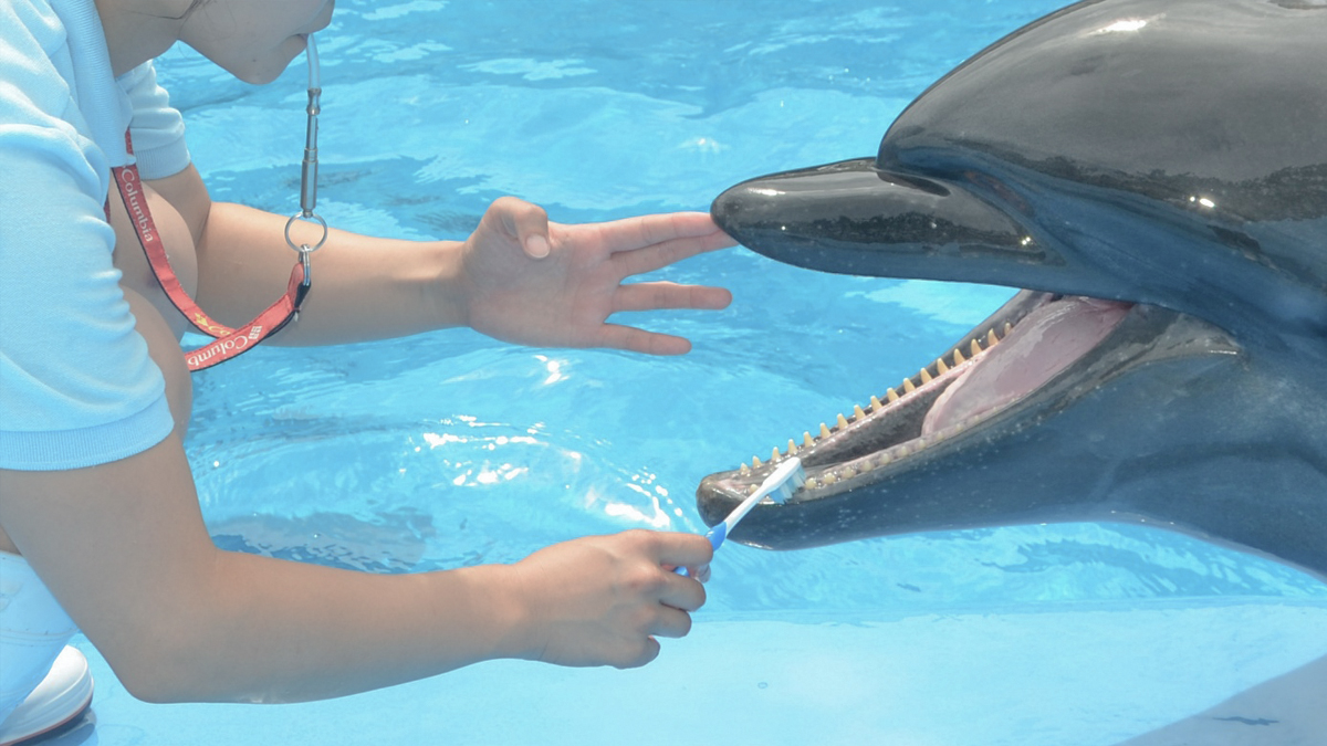 イルカの健康管理 新潟市水族館 マリンピア日本海