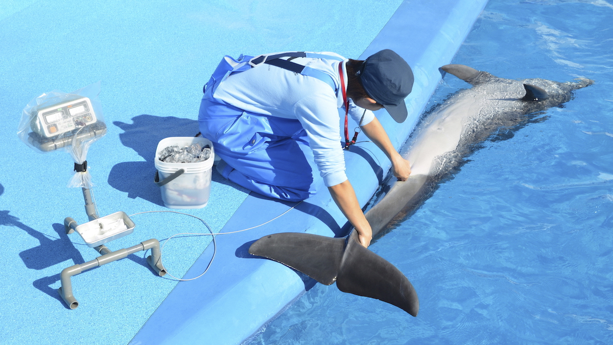 イルカの健康管理 新潟市水族館 マリンピア日本海