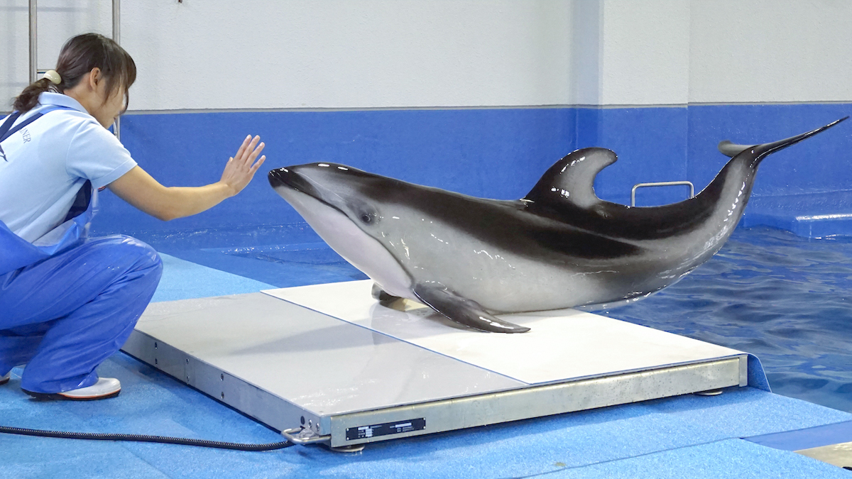 イルカの健康管理 新潟市水族館 マリンピア日本海
