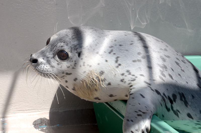 ゴマフアザラシが誕生しました ３ ３１ すごいスピードで成長中 新潟市水族館 マリンピア日本海