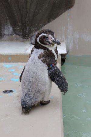 マリンピア日本海 生き物教室 ペンギン 海と日本project In 新潟
