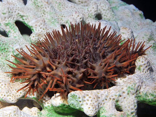 企画展示 身近に潜む海のキケン生物 に 新たにオニヒトデとウミケムシを展示しました 新潟市水族館 マリンピア日本海