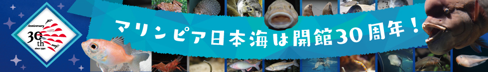 マリンピア日本海は開館30周年!