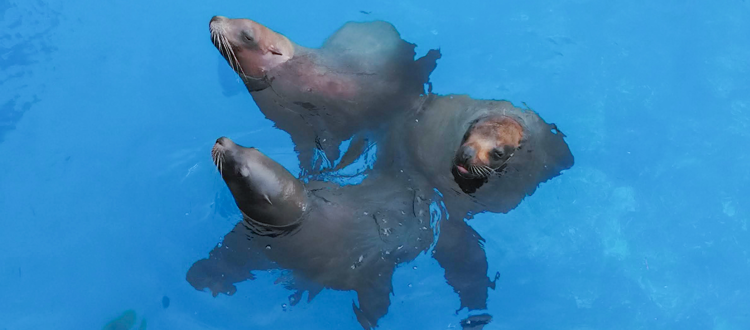 新潟市水族館 マリンピア日本海 新潟市水族館 マリンピア日本海