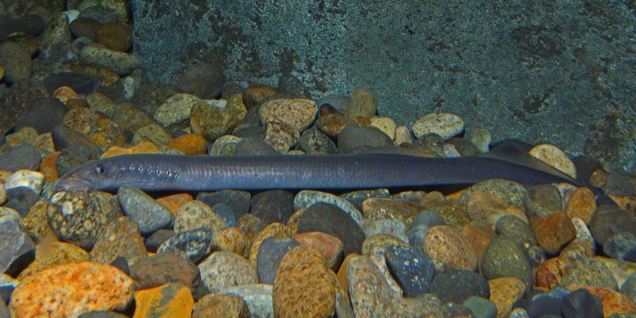 いきもの情報 カワヤツメ 新潟市水族館 マリンピア日本海