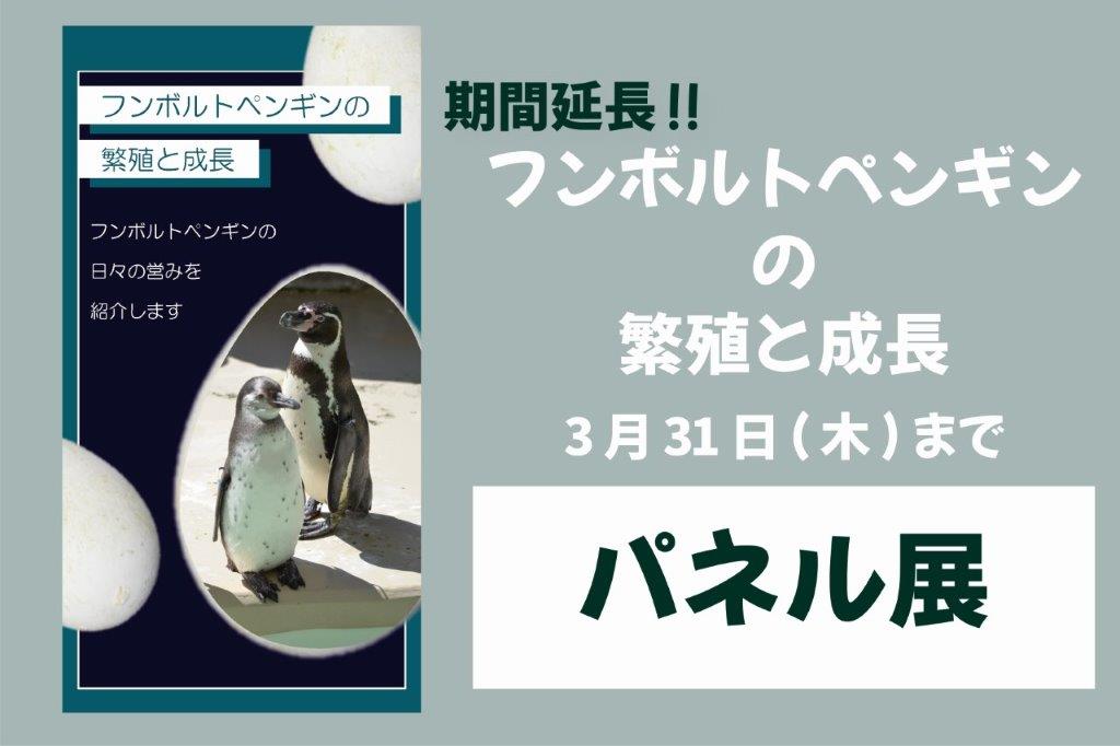 【期間延長】ペンギンイベント(パネル展)12月~3月