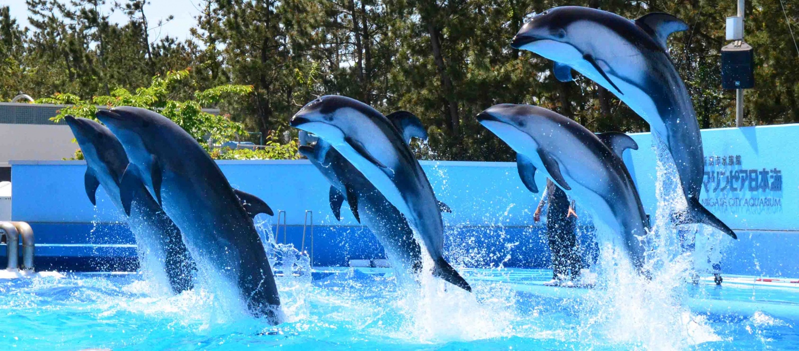 新潟市水族館 マリンピア日本海 新潟市水族館 マリンピア日本海