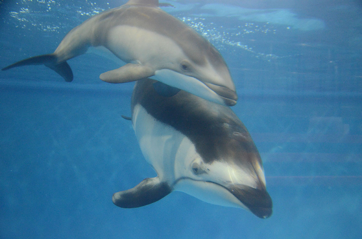 カマイルカの仔 公開(8/26~) | みどころ情報 | 新潟市水族館 マリンピア日本海