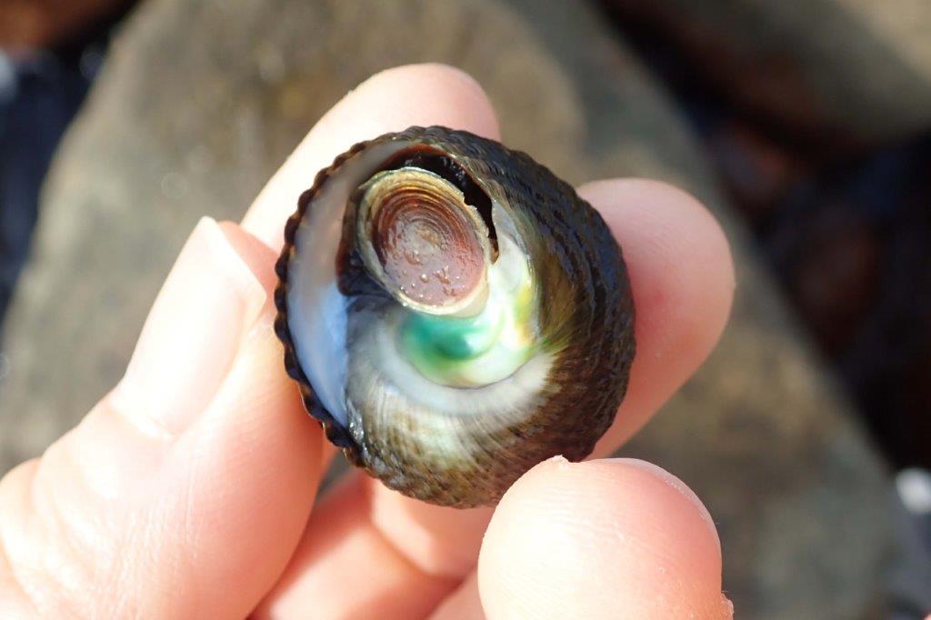 野外体験教室「貝の標本づくり」6/22（土）