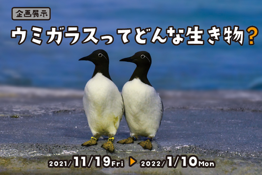 企画展示 ウミガラスってどんな生き物?