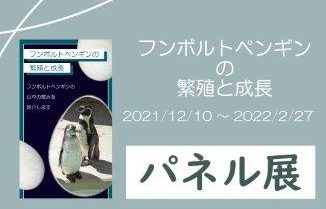 ペンギンイベント(パネル展)12月～2月