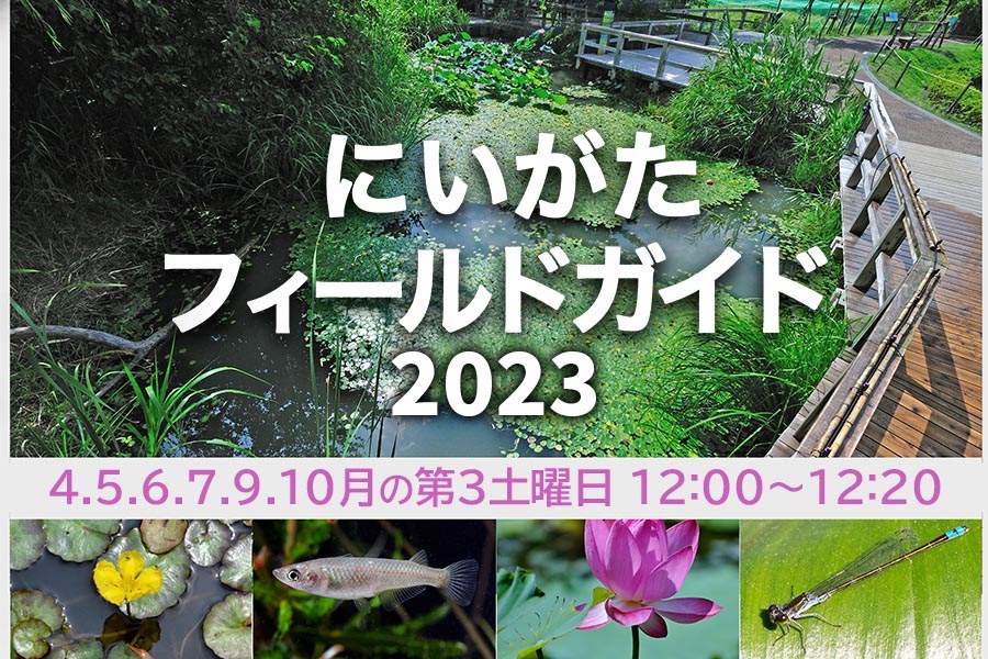 【ラムサール条約認証記念】にいがたフィールドガイド2023