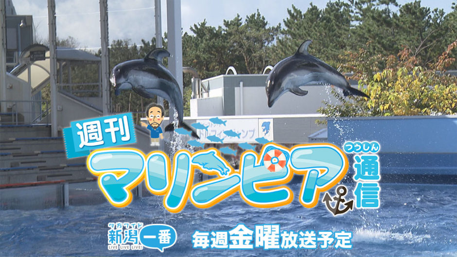 TeNY新潟一番 週刊マリンピア通信 公式ページへ