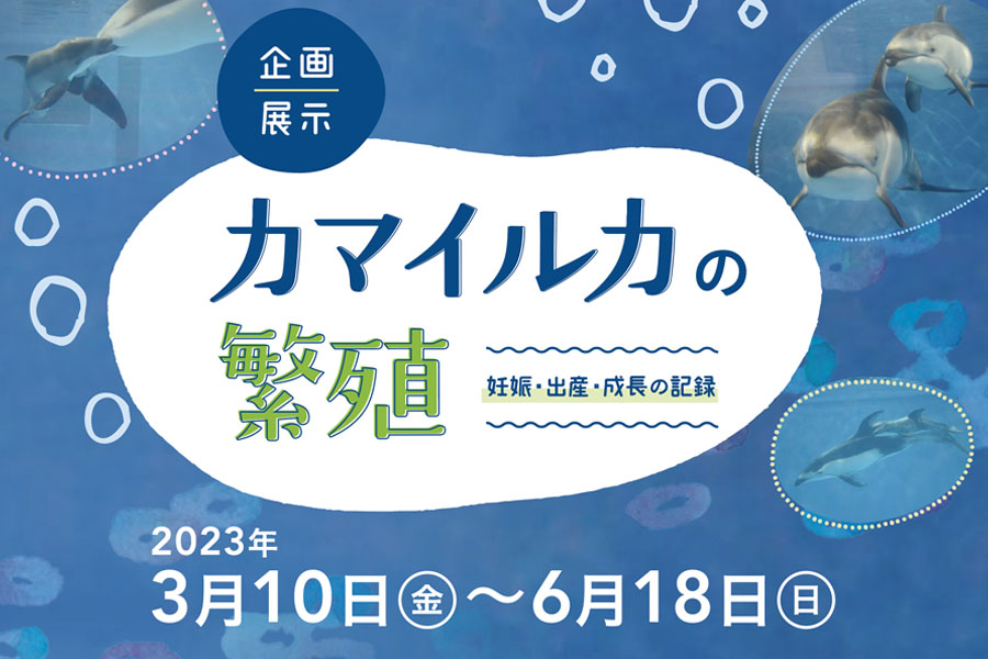 企画展示「カマイルカの繁殖　妊娠・出産・成長の記録」