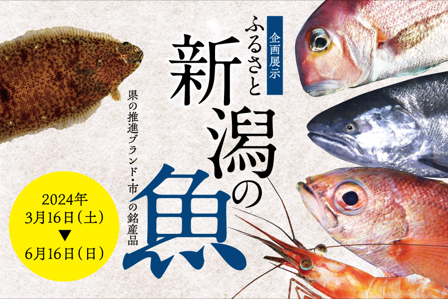 企画展示「ふるさと新潟の魚 ～県の推進ブランド・市の銘産品～」
