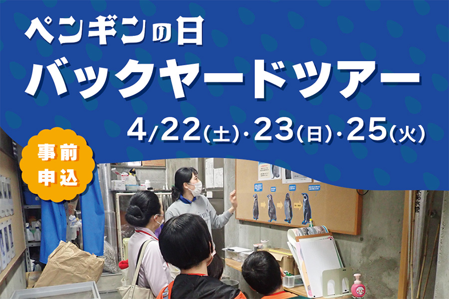 ペンギンの日 バックヤードツアー