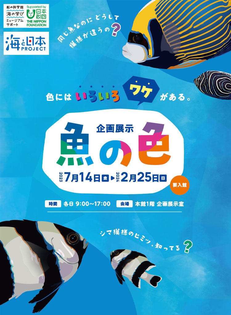 企画展示「魚の色」7/14（金）～