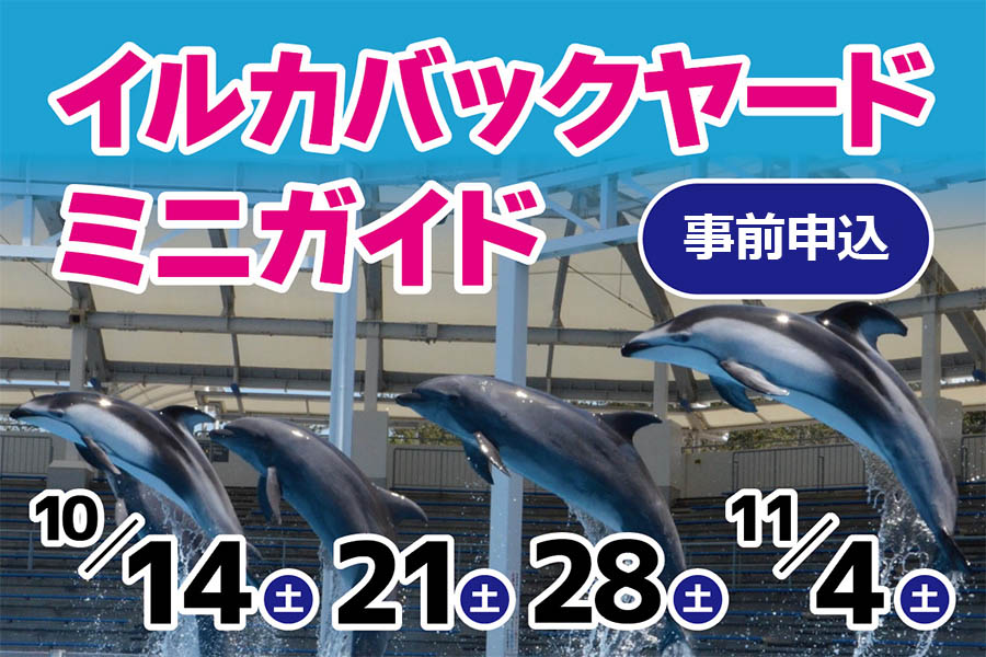 （申込受付中）イルカバックヤードミニガイド