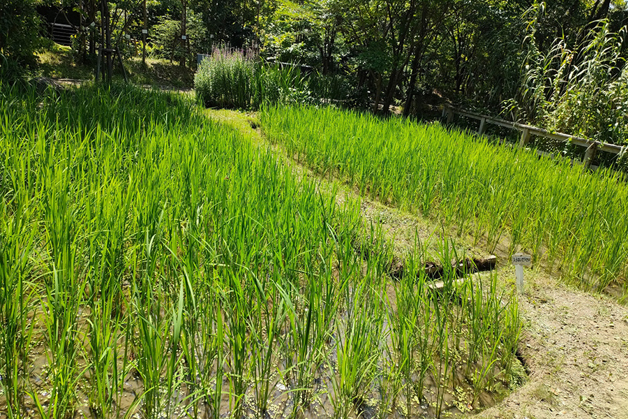 【ラムサール条約認証記念】田んぼ体験(全8回) 5/19実施します※募集終了しました