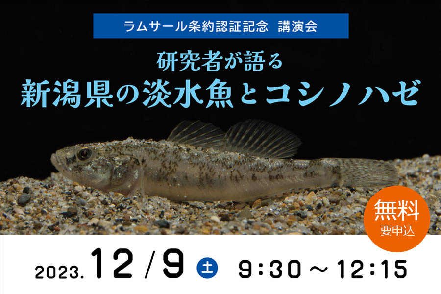 無料講演会「研究者が語る 新潟県の淡水魚とコシノハゼ」12/9（土）
