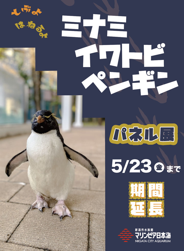 とぶよ はねるよ ミナミイワトビペンギン（パネル展示、特別解説）