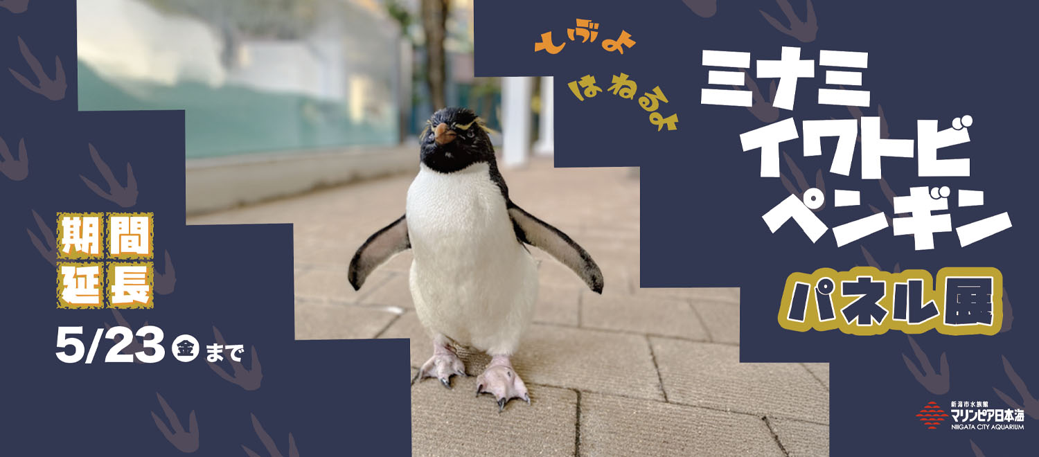 とぶよ はねるよ ミナミイワトビペンギン（パネル展示、特別解説）