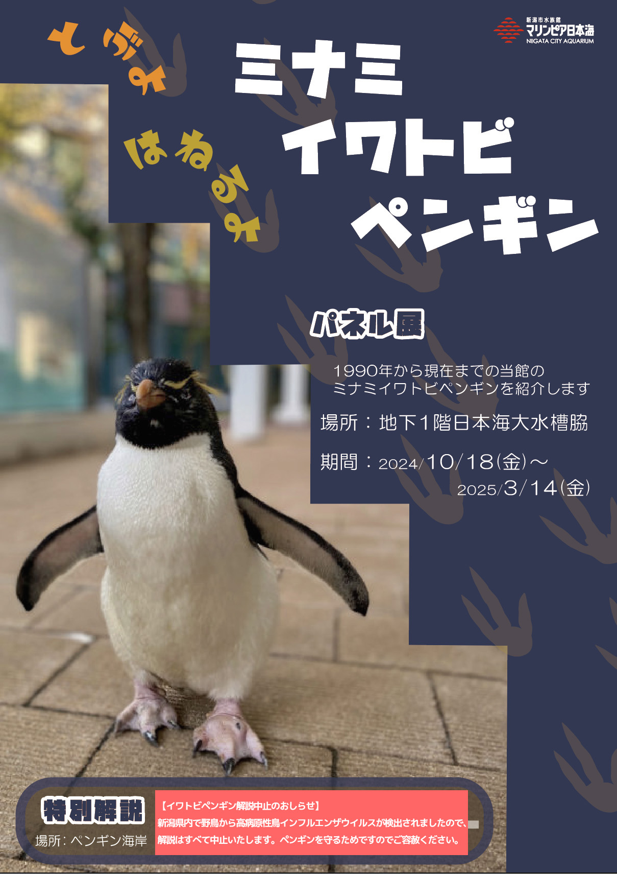 とぶよ はねるよ ミナミイワトビペンギン | 新潟市水族館