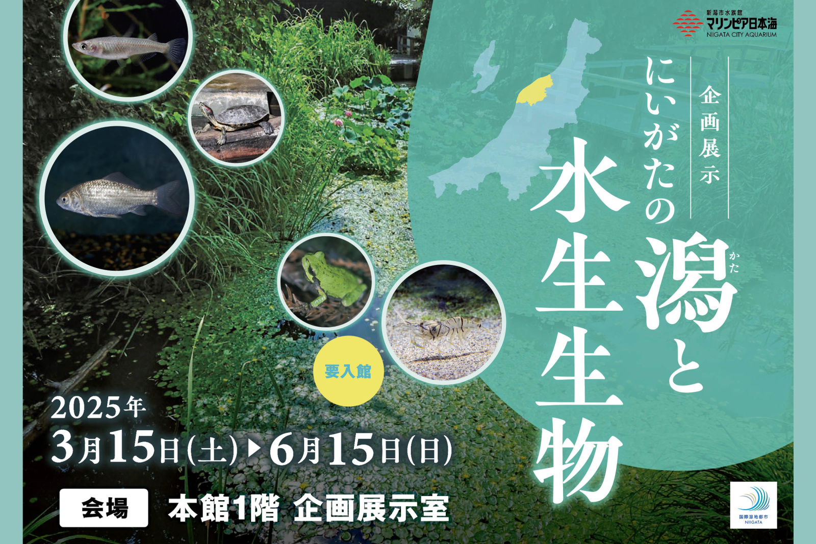 企画展示「にいがたの潟と水生生物」