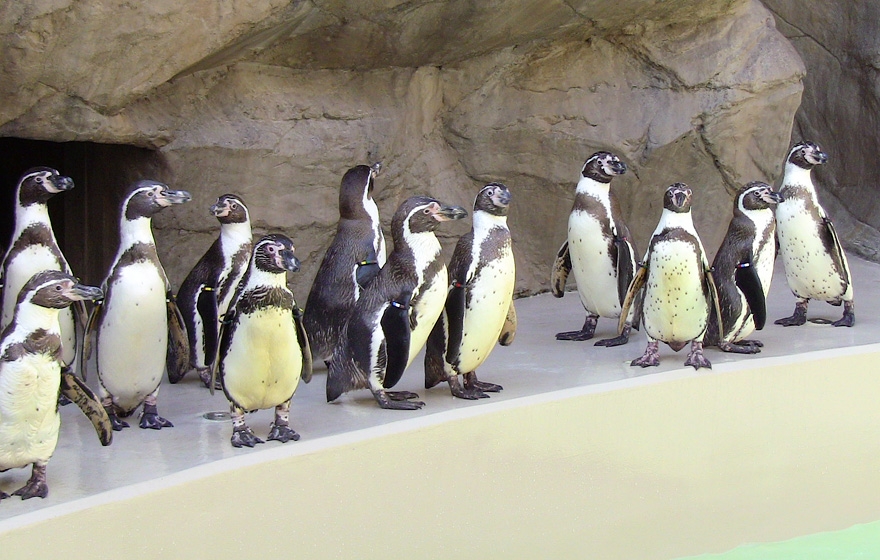 Penguin Coast