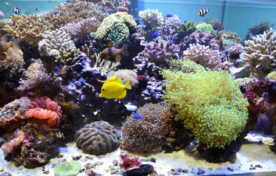 Pinniped Cove
