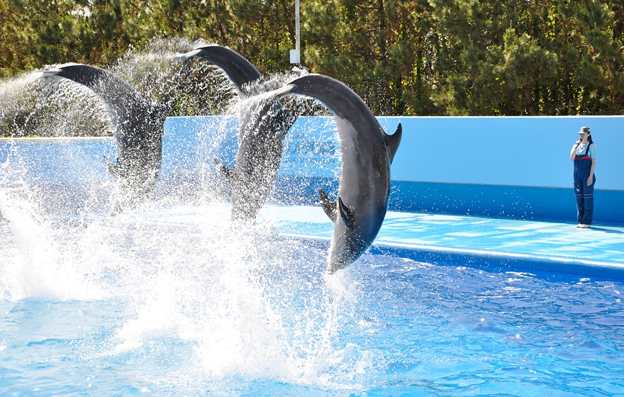 Dolphin Stadium