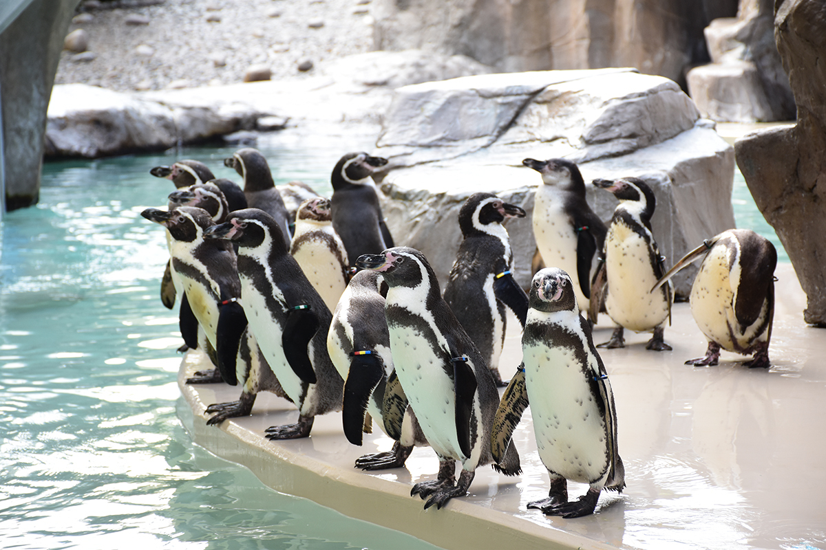 ショー・解説 | 新潟市水族館 マリンピア日本海