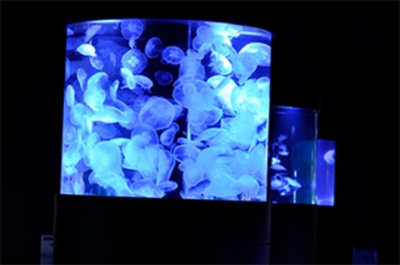 館内地下1階クラゲ水族館